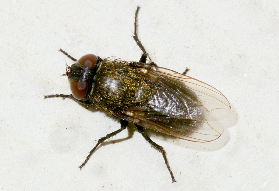 Calliphoridae: Pollenia rudis, femmina